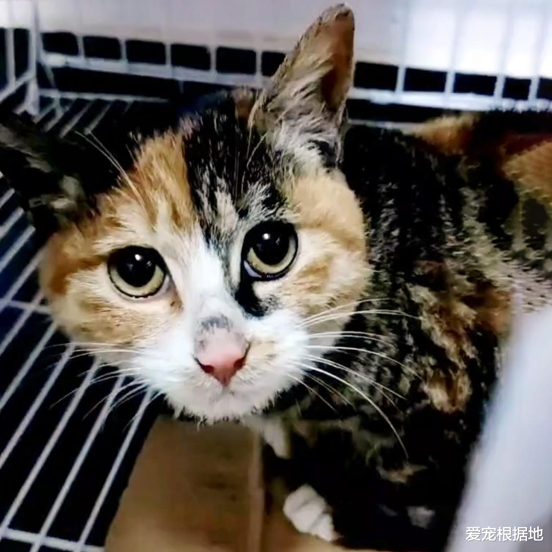 比流浪猫还惨的家猫，大冬天被主人拴在室外，三天吃上一顿饭