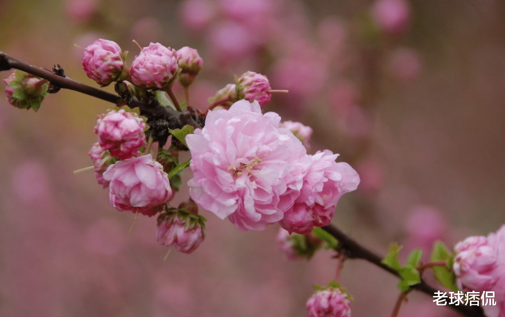 「生肖」6月21号，财源不缺，机遇畅通，3生肖好运当头，一顺百顺，接喜