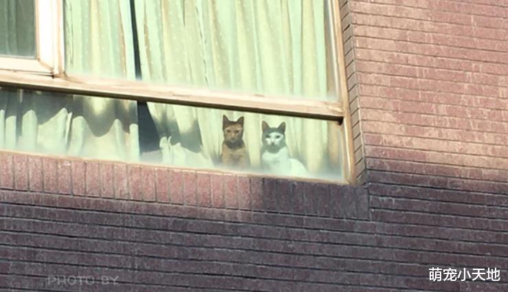 竟敢丢下我们！窗户出现2只哀怨猫咪，主人吓：只是买个东西