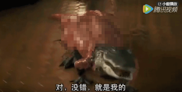 鸵鸟|网传张雨绮未能成团，富婆人设不倒：我却看到了人类贪婪的一幕