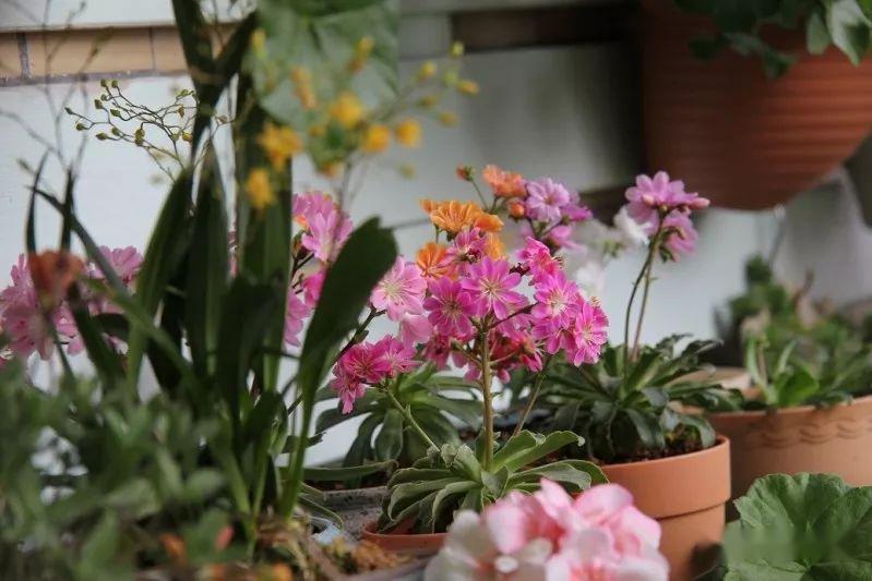 @7㎡迷你“阳台造园”：小阳台这样布置，也能美成的花园