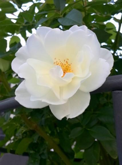 旧爱|8月爱意平静，前任转身，四大星座内心躁动，再次触碰爱情