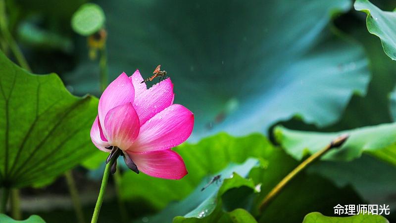 生肖|这生辰之人，后半年运气最好