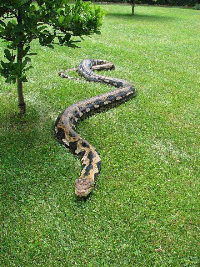 「」蟒蛇和蚺蛇的区别