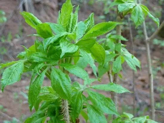 【肾衰竭】癌细胞最怕的3种食物，医生天天吃，很多人却看不上眼