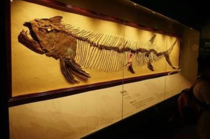 化石|7千万年的海洋巨兽，死亡原因太过奇葩，吃太多活活被噎死