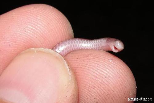 |只有面条那么细，一根笔那么长，怎么活下来？小蛇：我给天敌打工