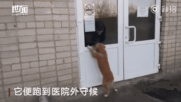 “生病住院，最放不下我的是我的狗”