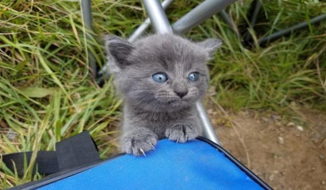 【】男子和朋友去钓鱼，不料“钓”到两只猫，一人一只带回家