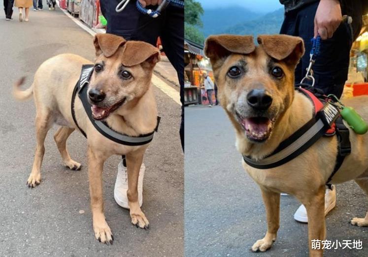 老街出现超萌店小二！双耳对折贴额头灿笑萌晕路人