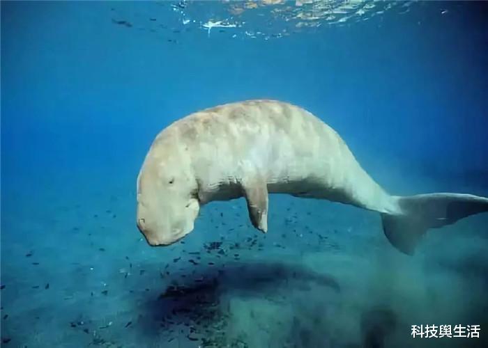 #科学家#1975年抓到的一只“美人鱼”，捞上岸后，科学家发现不对劲！