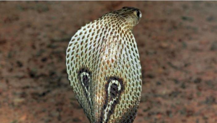 #毒液#如果眼镜蛇体内注入眼镜蛇的“毒液”,眼镜蛇会“毒发身亡”吗?