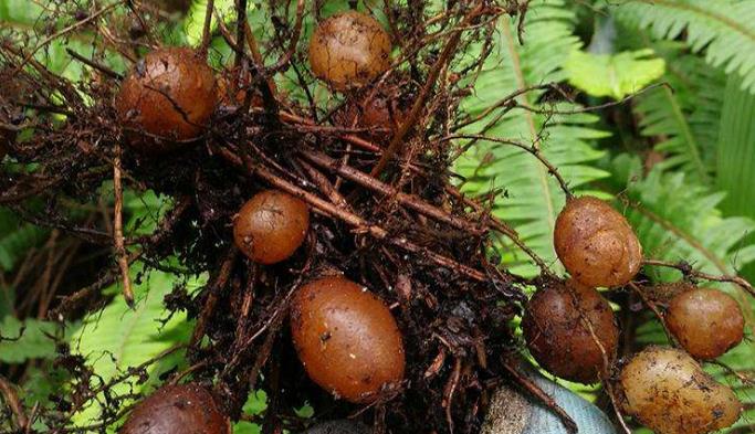 『』这圆溜溜的东西，人称“凤凰蛋”，随便一挖就一堆，售价40元一斤