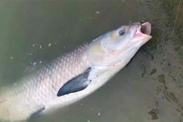四海钓鱼|伏天青鱼就难钓？记牢这些细节，老钓友都甘拜下风，莫忽视