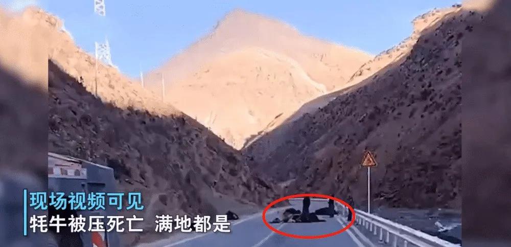 张燕说事 损失二十多万！350吨吊车碾死十多头牦牛，没买保险