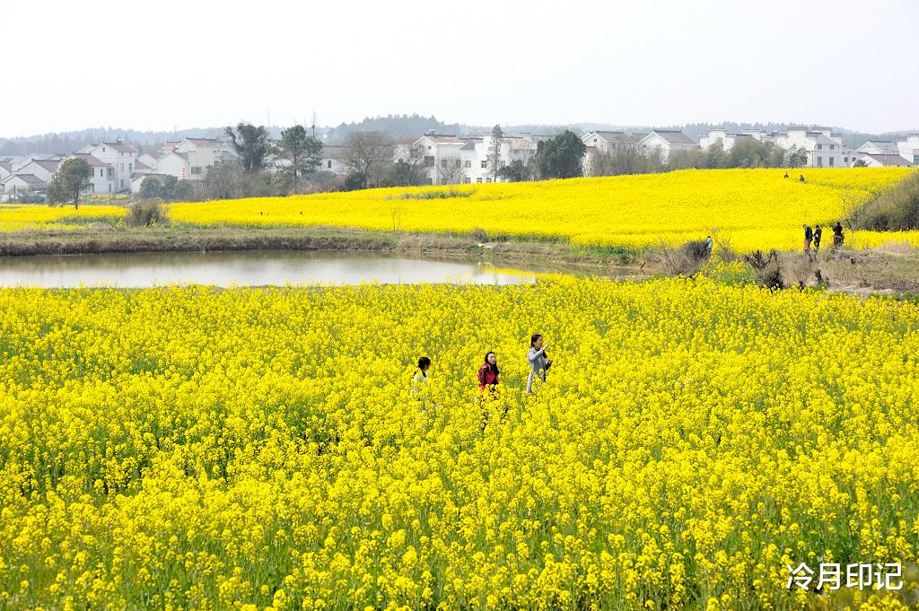 油菜花■南京最美的油菜花海，足足有20万亩，不要门票坐地铁就可以去
