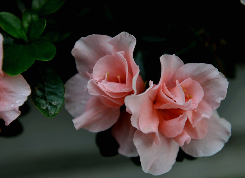 @未来半月运气爆棚，贵人逐渐出现，财运更是如意冲天的四大属相