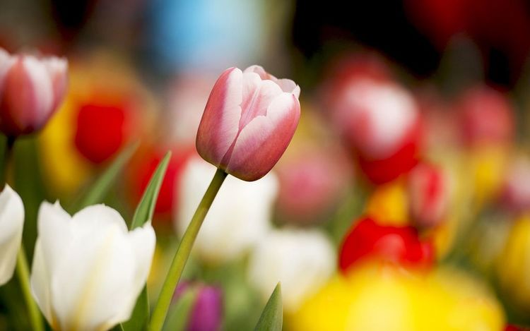 运势|8月底，运势大红大紫，4属相好运不断，喜事连连，财运滚滚