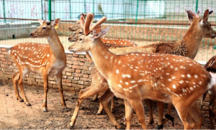 |人类为什么要锯掉梅花鹿的角，它不会感到痛吗？有角的鹿下场更惨
