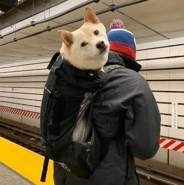 InsDaily|纽约地铁禁止带狗，但允许沙雕进入，于是奇怪的事情发生了……