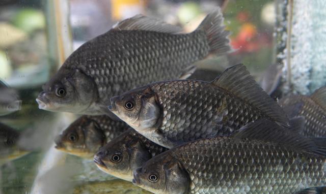 |哪种钓鱼小药效果好？如何判断钓鱼小药的好坏？钓鱼小药爆护技巧