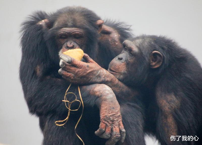 黑猩猩|都知道艾滋病毒来源于猩猩,第一个感染的人类,到底与猩猩做了什么?