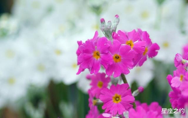 #白羊座#在6月份，喜从天降，真情流露，佳偶天成的三大星座