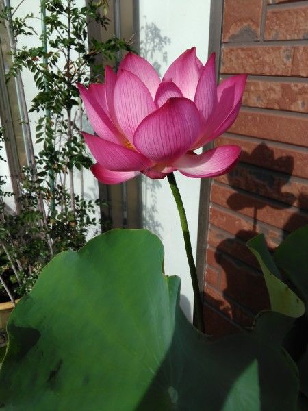 摩羯座|8月底，出门喜撞桃花运，前任转身变真爱，步入婚姻殿堂的4大星座