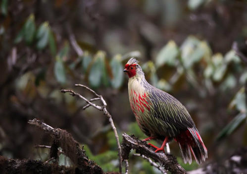 |西藏发现奇怪生物，性格倔强不屈服人类，被抓住就绝食自尽