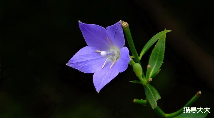 生肖@七月份开始，情缘降临，恰逢佳缘，真心收获浪漫爱情的四大生肖