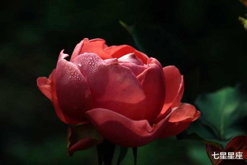 「生肖」4生肖6月28号，迎来好运气，财源滚滚，喜事连连，顺风顺水