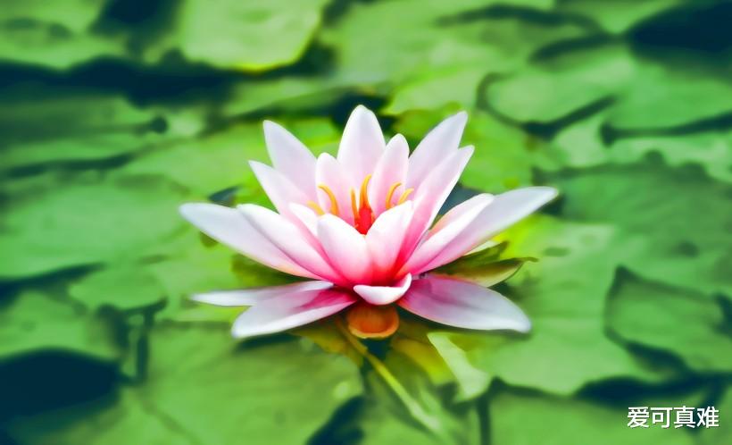 『生肖』属虎人：最不该爱上哪个生肖，注定命中相克！