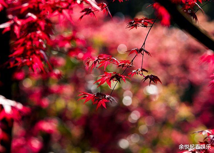 运势▲3月下旬得吉星庇佑，运势进入上升阶段，财发不停的四属相
