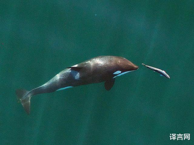 科学家|太平洋虎鲸妈妈两年前痛失幼崽,如今再度有孕,科学家却并不高兴