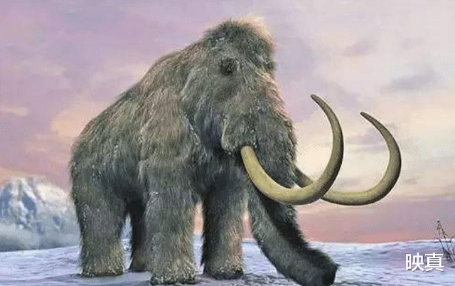 猛犸象|什么加速了猛犸象的灭亡？与人类有关，科学家发现直接证据
