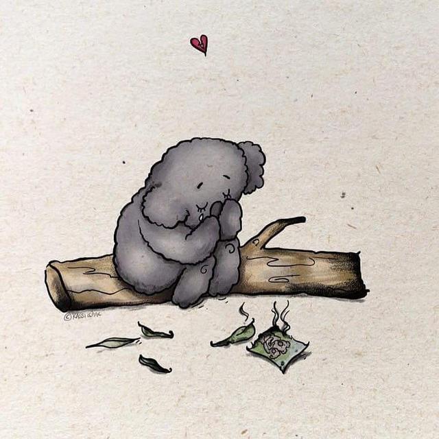 考拉拦车讨水喝，看似超萌，背后却是生态悲歌……