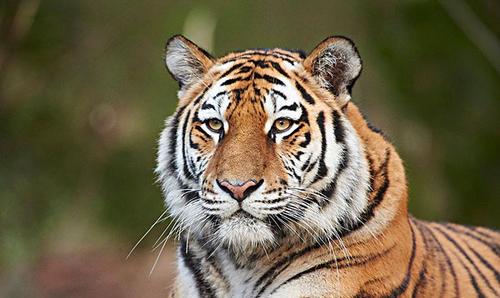 #老虎#老虎如果灭绝，对人类的影响有多大？远比你想象的严重