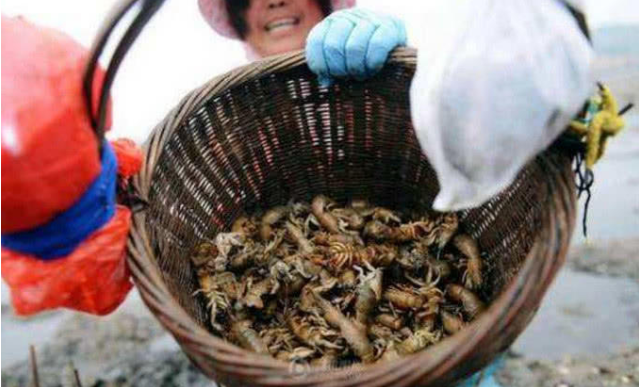 『小龙虾』它曾比小龙虾还火，卖6元一斤，现被“踢出”市场，只能看老外吃