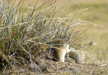 莽山烙铁头|为啥新疆30万老鼠会集体跳崖自杀?科学家警告:后果比想得还严重