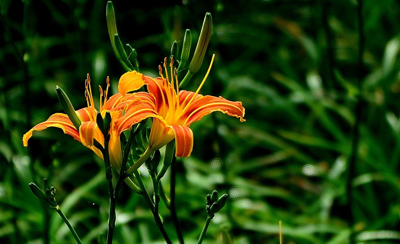 无忧无虑@7月上旬期间，喜撞桃花运，姻缘注定，一见倾心的四大生肖