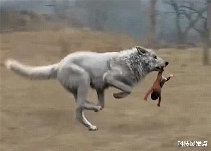 「黑洞」狼群遇上人类婴儿，为什么会选择将其养大？难道它们通人性吗？