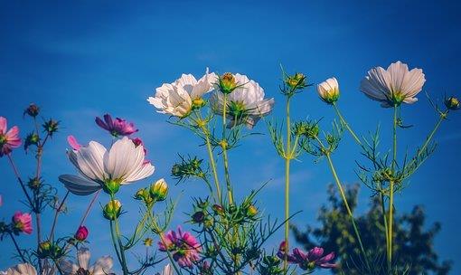 白羊座|下月初，恩爱往事，前任归来，交出真心，掏出真情，执手共度余生