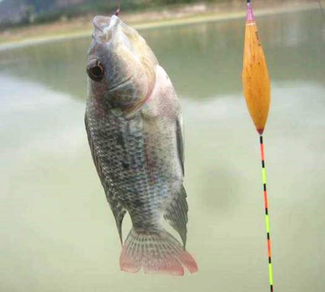 厦门|厦门一河道被“入侵”，密密麻麻全是鱼！连钓鱼人都发愁