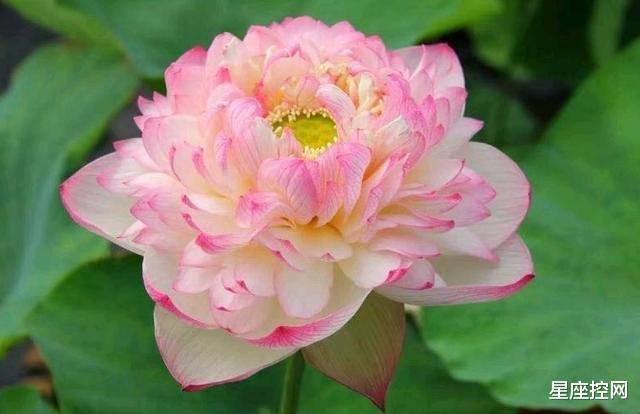 『』可以靠自己逆转命运的星座，不信不成功，事业生意都大有出息