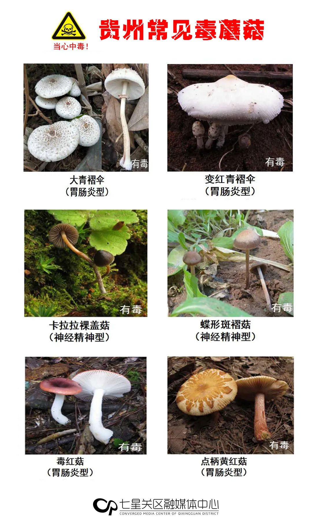 野生菌|多图！贵州最常见的30种毒蘑菇曝光