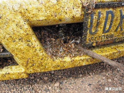 『印度』4000亿蝗虫席卷印度，开挂的印度却宣称一夜消灭了蝗虫？世界卫生组织表示：更大的灾难还在后面