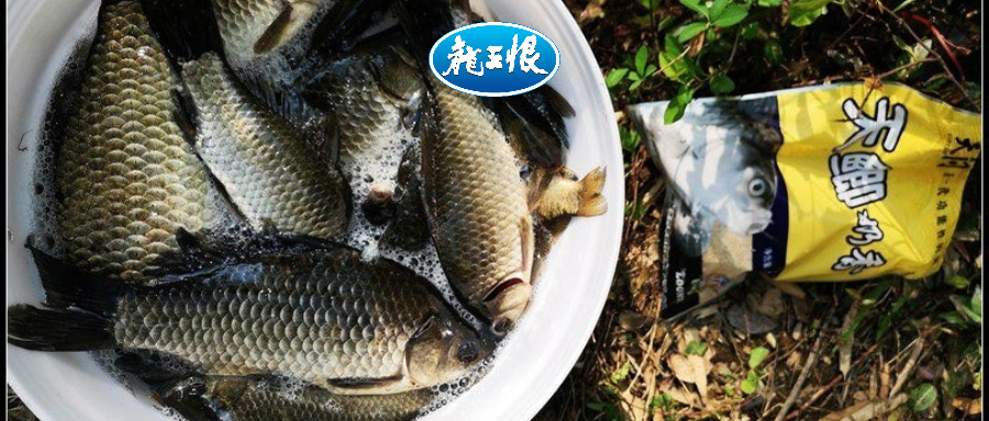 「」一招制敌！疯狂飞饼诱钓大草鱼！