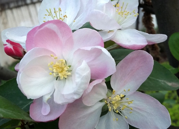 生肖|未来7天，横财接二连三，4属相财富千百万，前程光明又灿烂