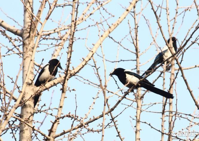 生肖▲命有偏财！中彩票大奖几率最高的3生肖