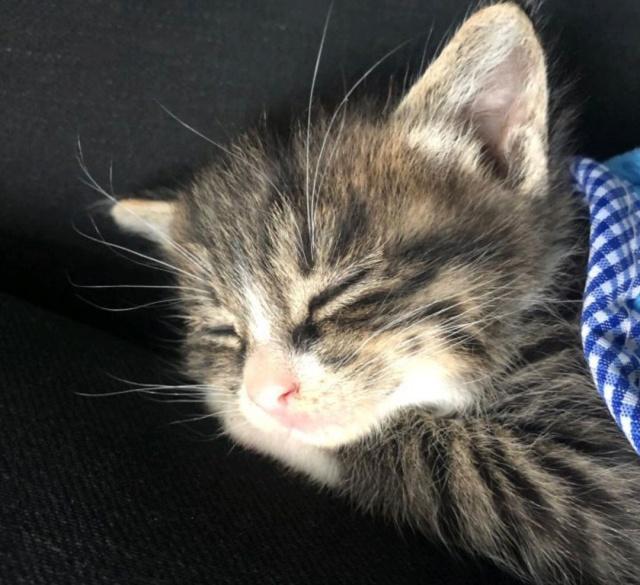 网友领养了一只狸花小奶猫，太萌了，小小年纪就非常霸道